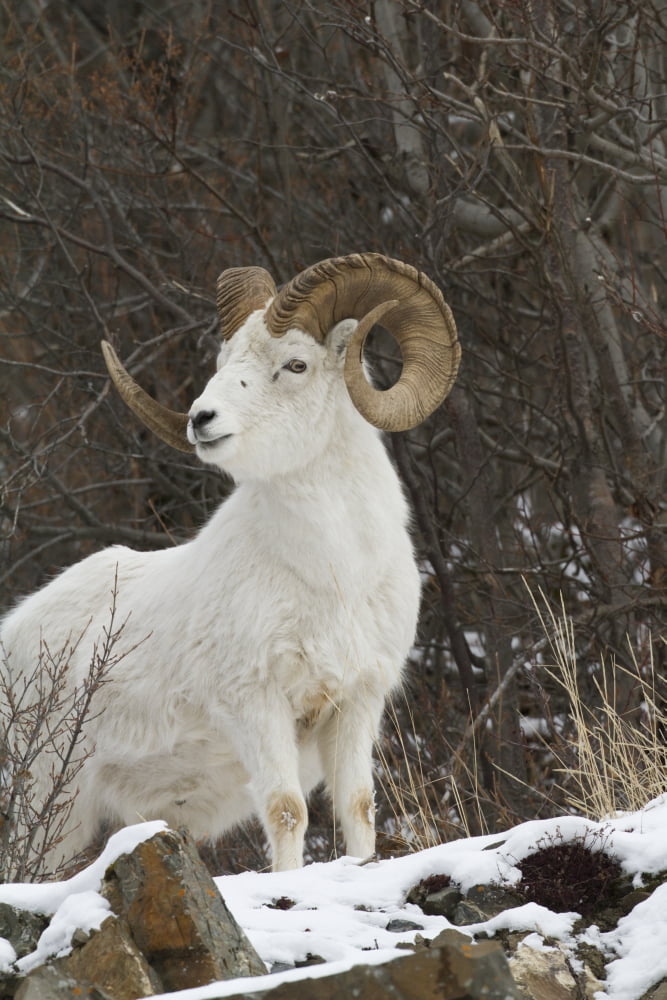 Bighorn Sheep (Ovis canadensis) Canvas Art - Doug Lindstrand Design Pics (12 x 18)