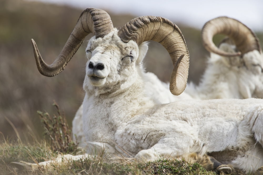 Bighorn Sheep (Ovis canadensis) in Denali National Park Alaska United States of America Canvas Art - Kip Evans Design Pics (19 x 12)
