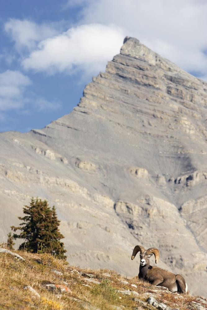 Bighorn Sheep Ram At Wilcox Pass Jasper National Park Alberta Canvas Art - Darwin Wiggett Design Pics (11 x 17)