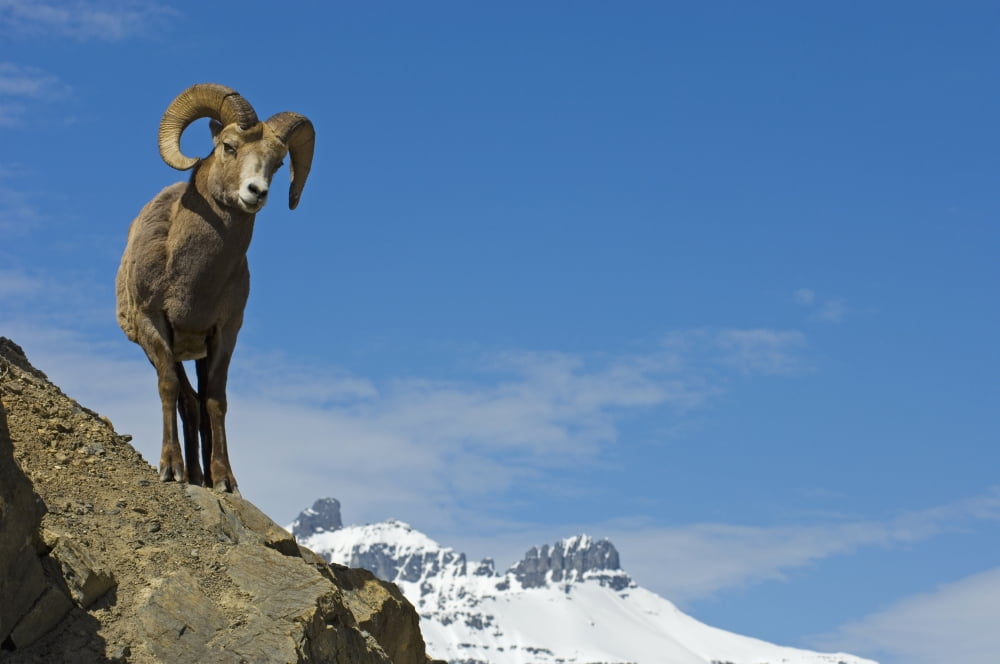 Bighorn Sheep Ram On A Ledge Jasper National Park Alberta Canvas Art - Mike Grandmaison Design Pics (36 x 24)