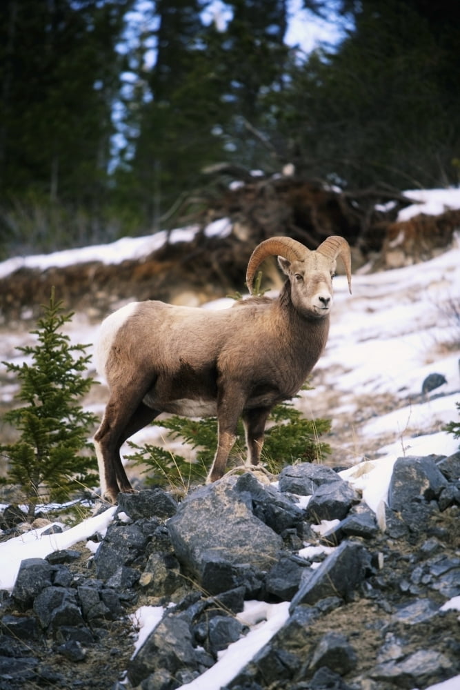 Bighorn Sheep Standing On Rocks Canvas Art - Richard Wear Design Pics (11 x 17)