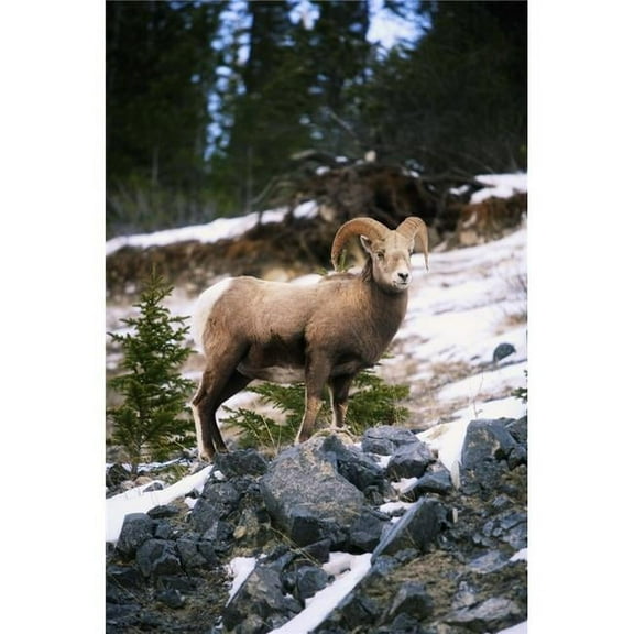 Bighorn Sheep Standing On Rocks Poster Print