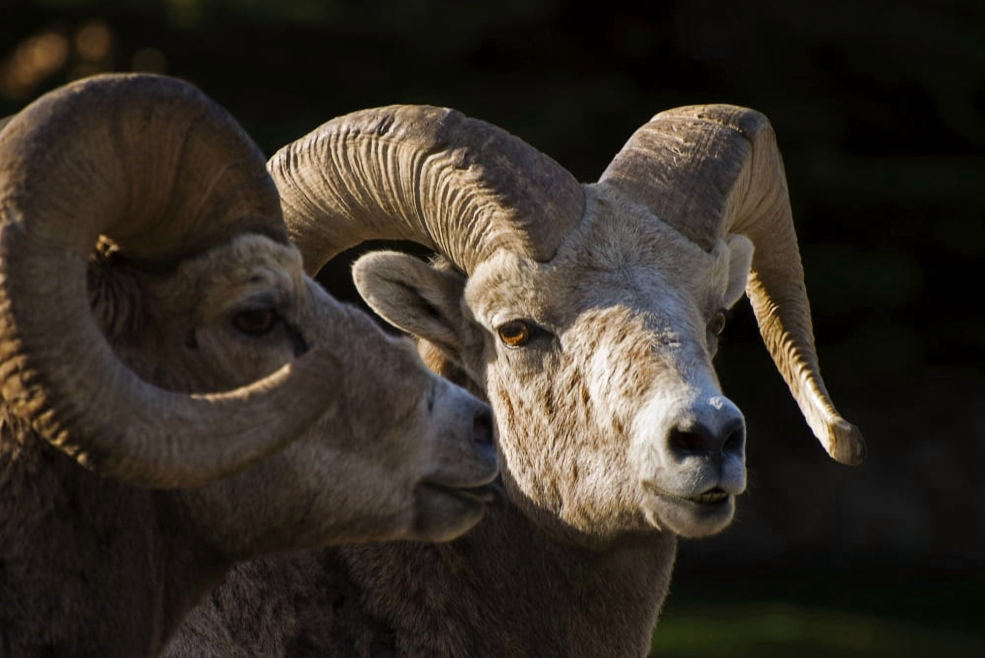 Bighorn Sheep Waterton National Park Alberta Canada Canvas Art - Philippe Widling Design Pics (17 x 11)