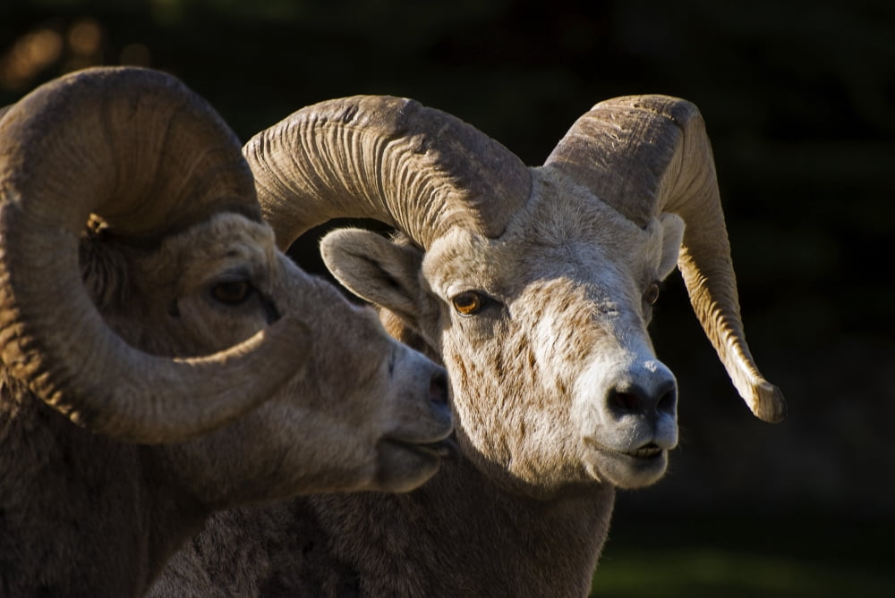 Bighorn Sheep Waterton National Park Alberta Canada Canvas Art - Philippe Widling Design Pics (34 x 22)