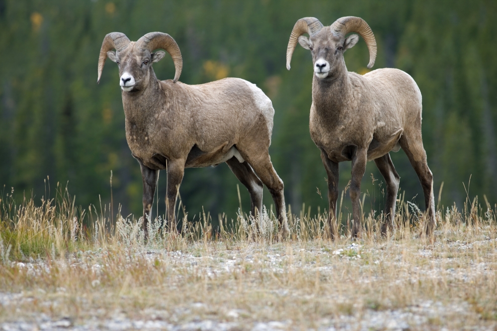 Bighorn Sheep Windy Point Kootenay Plains Alberta Canada Canvas Art - Darwin Wiggett Design Pics (34 x 22)