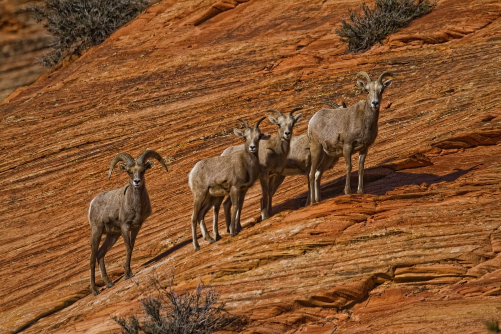 Bighorn Sheep Zion National Park Utah Canvas Art - Robert Postma Design Pics (17 x 11)