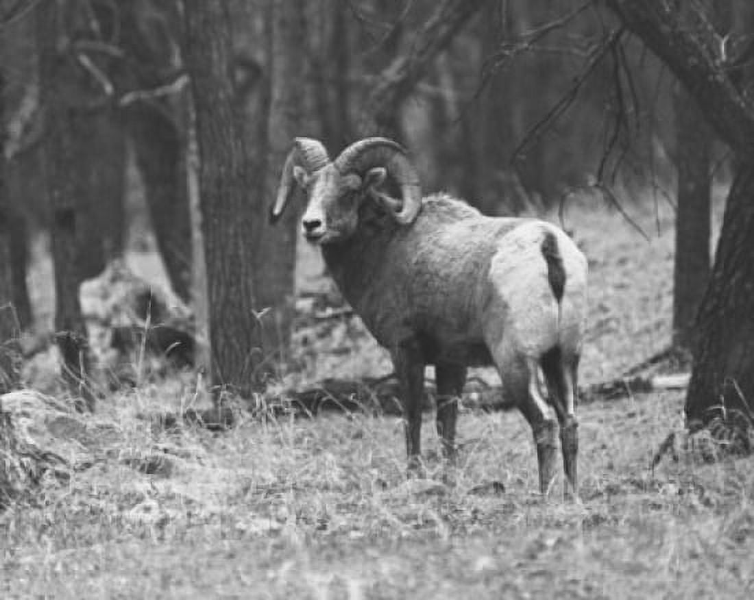 Bighorn Sheep standing in a forest (Ovis dalli) Canvas Art - (18 x 24)