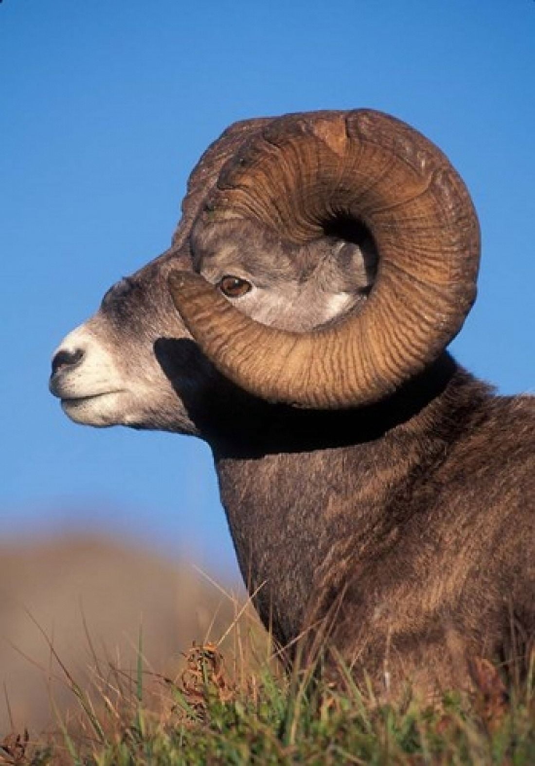 Bighorn Sheep wildlife Jasper National Park Alberta Canvas Art - Kevin Schafer DanitaDelimont (24 x 36)