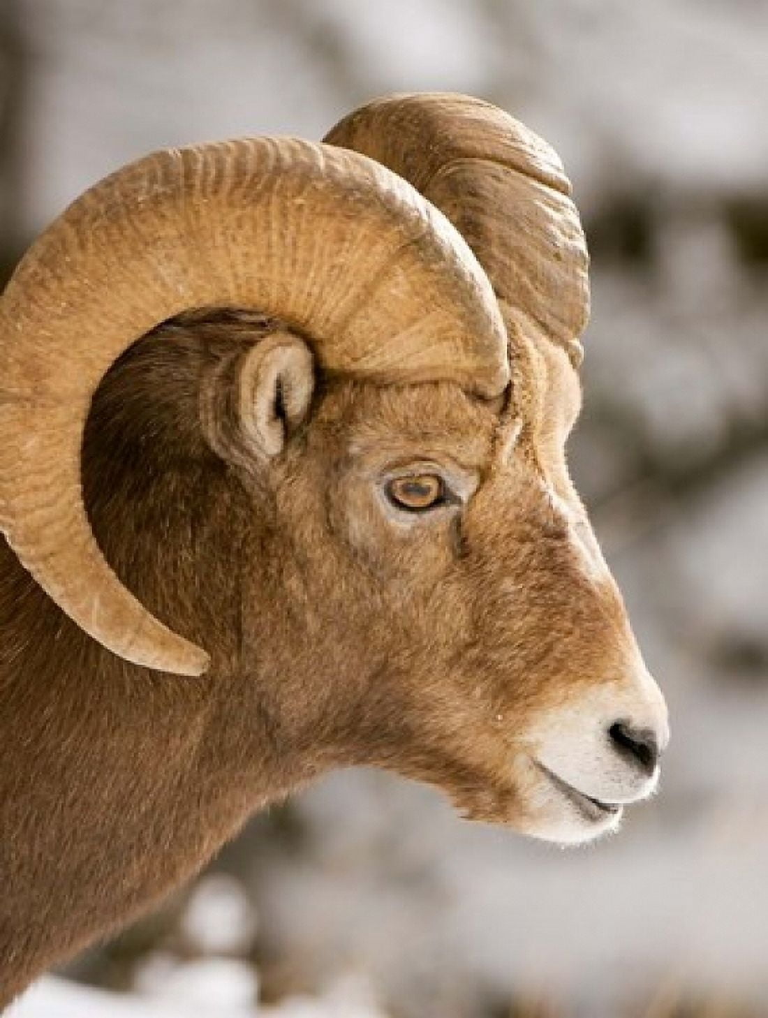 Bighorn sheep Maligne Canyon Jasper NP Alberta Canvas Art - Paul Colangelo DanitaDelimont (24 x 36)