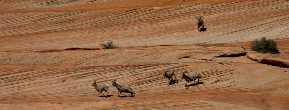 Bighorn sheep (Ovis canadensis) running on sandstone Zion National Park Utah USA Canvas Art - Panoramic Images (12 x 30)