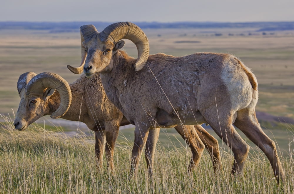 Bighorn sheep in badlands national park south dakota usa Canvas Art - Robert Postma Design Pics (19 x 12)
