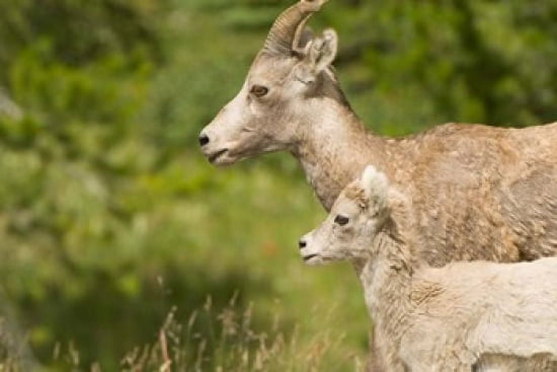 Bighorn sheep wildlife Peter Lougheed Park Alberta Canvas Art - Paul Colangelo DanitaDelimont (26 x 18)