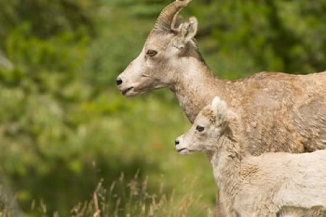 Bighorn sheep wildlife Peter Lougheed Park Alberta Canvas Art - Paul Colangelo DanitaDelimont (36 x 24)
