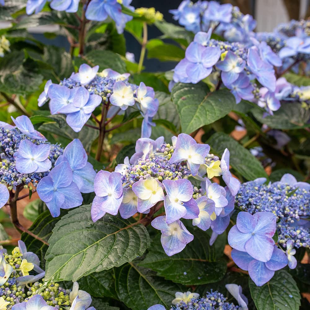 Bigleaf Hydrangea 3 Gal Endless Summer Hydrangeas Compact Heavy