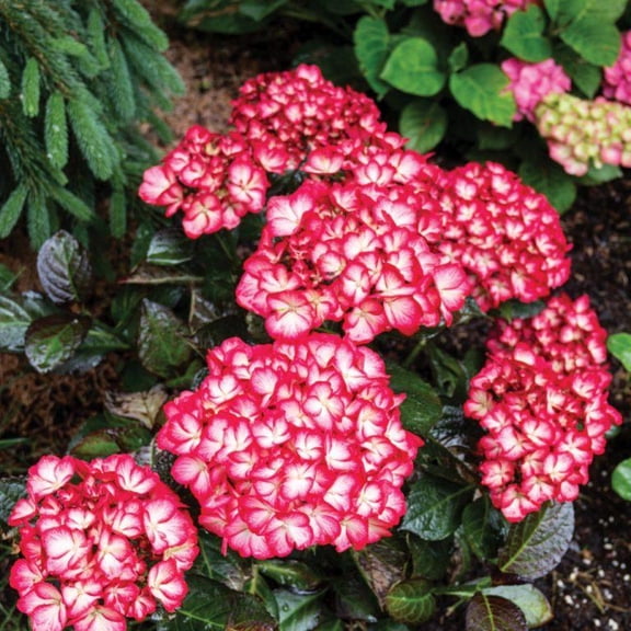 RedCrocus Kimono Bigleaf Hydrangea - Bushy Shade-Loving Shrub, Vibrant Bicolor Flowers, Garden & Container Plant  3 Gallon