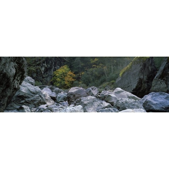 Bigleaf Maple (Acer macrophyllum) tree in a forest, Van Duzen River, Humboldt County, California, USA Poster Print (27 x 9)