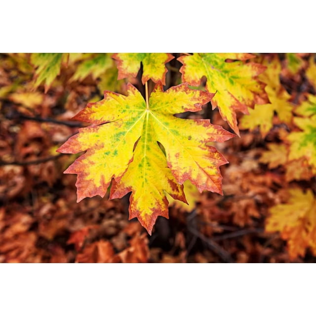 Cocobolo Tree Seeds For Planting - Grow Your Own High-Value Timber For Fine Woodworking