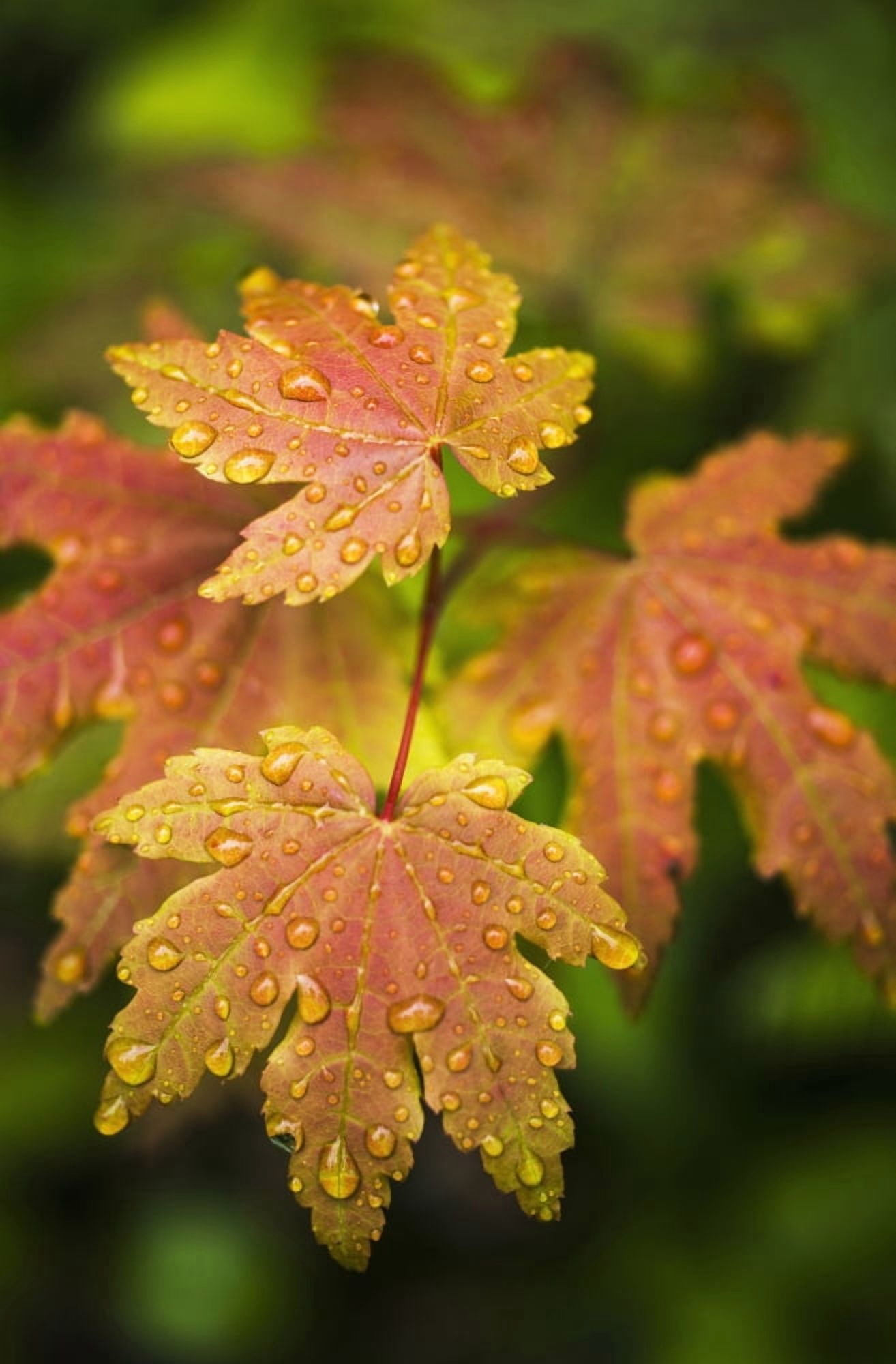 Bigleaf Maple leaves catch raindrops Westport Oregon United States of America Canvas Art - Robert L Potts Design Pics (12 x 19)