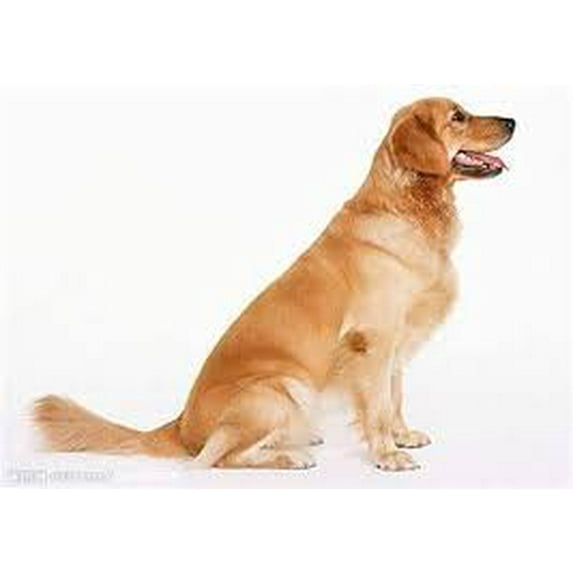 Dog dog Dog dog Dog dog Dog dog Dog dog Dog dog Dog dog Dog dog Dog dog Dog dog Dog dog Dog dog