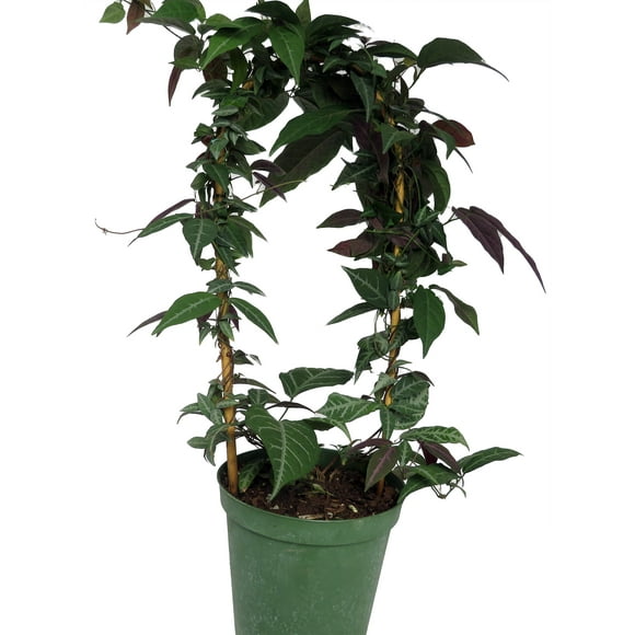 Bignonia Argyro Violacea - Crossvine - 6'' pot on Trellis