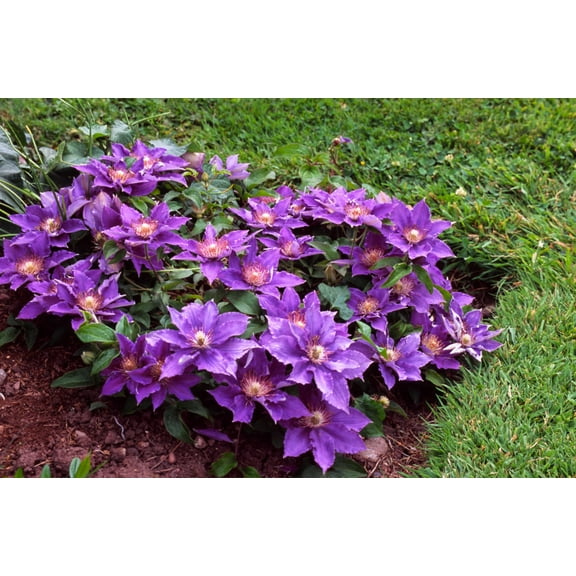 Bijou Clematis Vine Perennial - 2.5" Pot