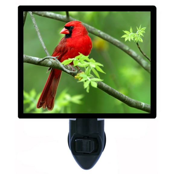 Night Light - Cardinal. | Bijrd Theme, Includes Free Switchable Insert, 4W Bulb, E12 Base