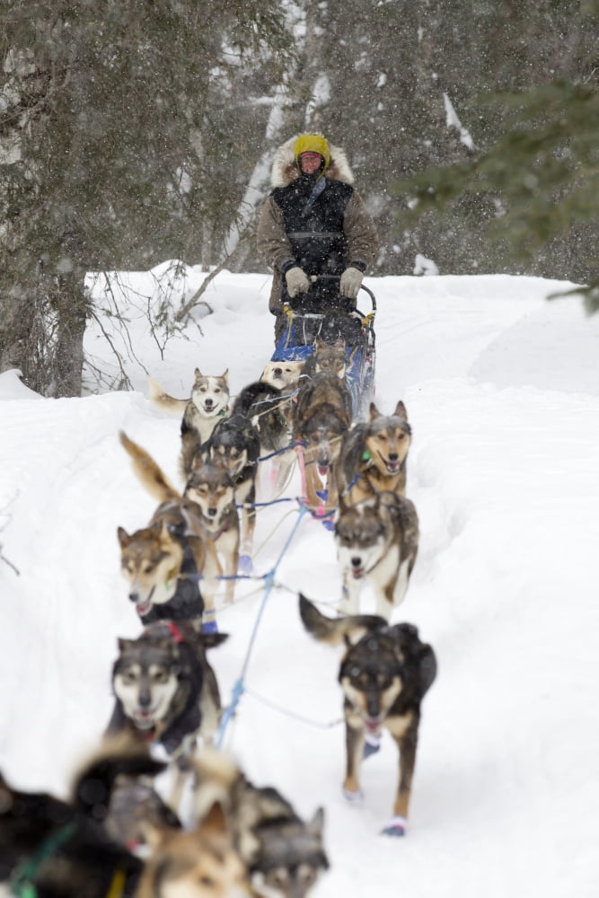 Bill Pinkham On The Trail In A Heavy Snowfall Shortly After Leaving The Finger Lake Checkpoint During Iditarod 2012 Canvas Art - Jeff Schultz Design Pics (22 x 34)