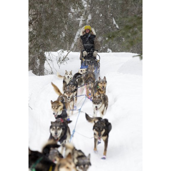 Bill Pinkham On The Trail In A Heavy Snowfall Shortly After Leaving The Finger Lake Checkpoint During Iditarod 2012 Canvas Art - Jeff Schultz Design Pics (22 x 34)