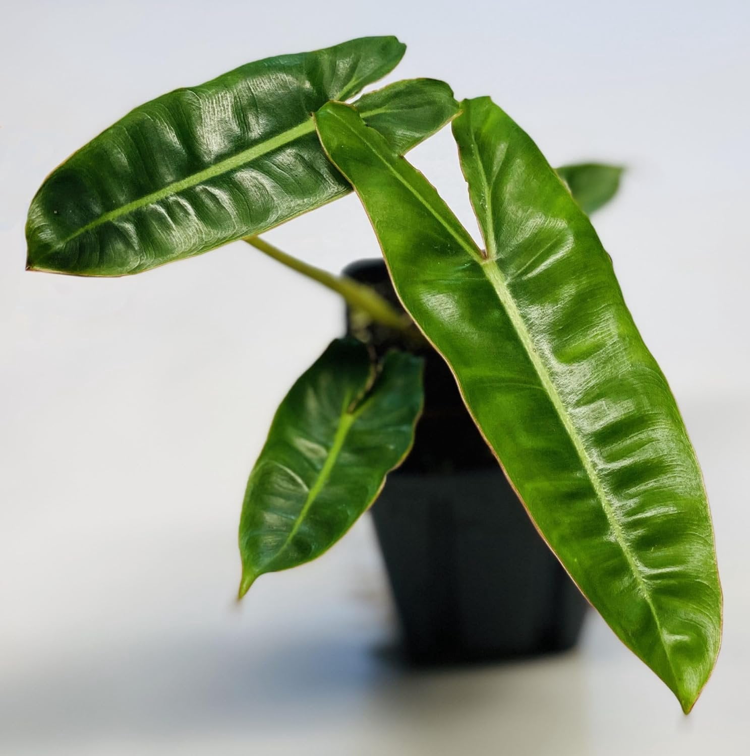 Billietiae Philodendron - Live Plant in a 4 Inch Pot - Philodendron Erubescens - Extremely Rare and Beautiful Indoor Houseplant - A Rare Tropical Masterpiece