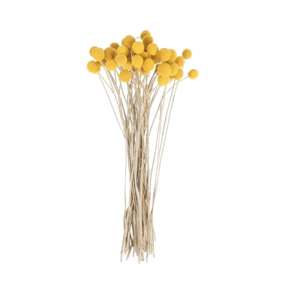 Billy Balls 10 PCS Golden Ball Flower Bouquet - Dried Craspedia Globosa for DIY Crafts, Wreaths, Home Decor, Cake Decor, Wedding Decor, Party Centerpieces