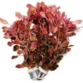 thumbnail image 1 of Bilot 3 Bundles Dark Red Ludwigia Repens Live Aquarium Plants Package Freshwater Fish Tank, 1 of 6