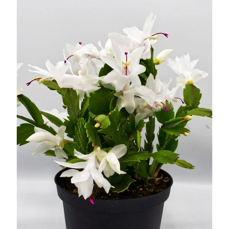 White deals christmas plant