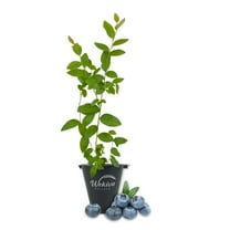 Biloxi Blueberry Plant - 1 Live Starter Plant - Vaccinium - Edible Fruit Bearing Bush for The Patio and Garden