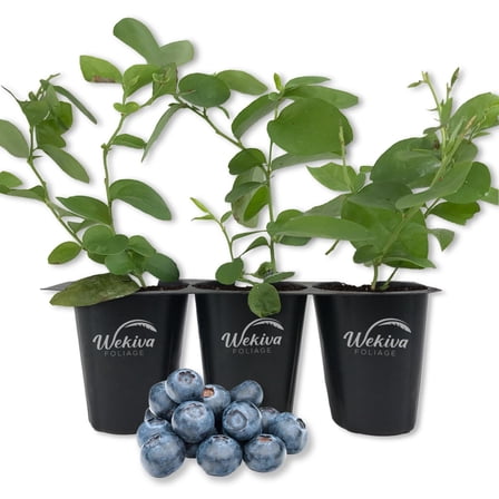 Biloxi Blueberry Plant - 3 Live Starter Plants - Vaccinium - Edible Fruit Bearing Bush for The Patio and Garden