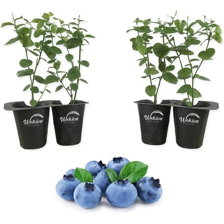 Biloxi Blueberry Plant - 4 Live Starter Plants - Vaccinium - Edible Fruit Bearing Bush for The Patio and Garden