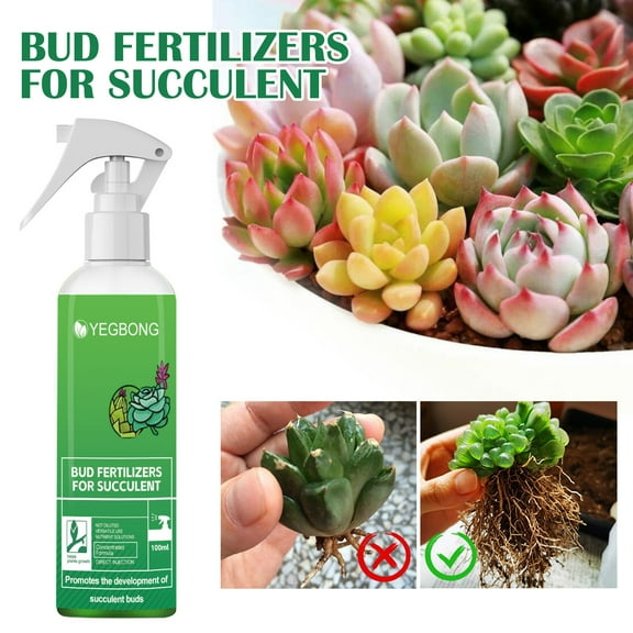 Bilqis 100ml Succulent Fertilizer Promotes The Development Of Succulents, Helps Speed Up Growth And Flowering, And Ensures That Your Plants Produce Salubrious