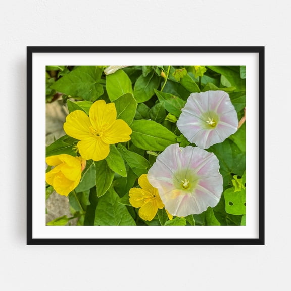 Bindweed and Sundrops on a Spring Afternoon - Pennsylvania Photography Flowers Floral Botanical Garden Nature Summer Scenic Black Framed Wall Art Print 8 x 10 inches