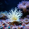 thumbnail image 1 of BingTong Artificial Corals For Aquarium Decoration, Lifelike Simulated Coral Decor,Realistic Small Reef Ornaments For Fish Tank, Beach Theme Room Decoration B-Beige, 1 of 6