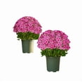 thumbnail image 1 of BingTong Artificial Sunset Mums,Artificial Outdoor Sunset Mums Flowers - UV Resistant, Waterproof, Windproof, Fake Fall Flower Daisy With Eucalyptus,Look Real, Full,Vibrant 5 Bundle E, 1 of 3