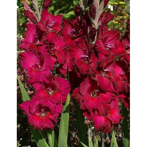 BioAdvanced AllInOne Rose and Flower Care, Concentrate, 32 oz