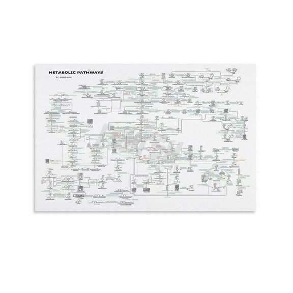 Biochemistry Metabolic Pathways Chart Educational Poster Classroom Decor Canvas Painting for Living Room Bedroom Decor