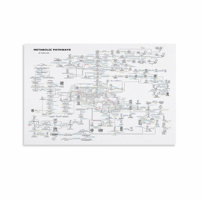 Overarching Metabolic Chart Biochemistry Metabolic Pathways Chart Educational Poster Classroom ...