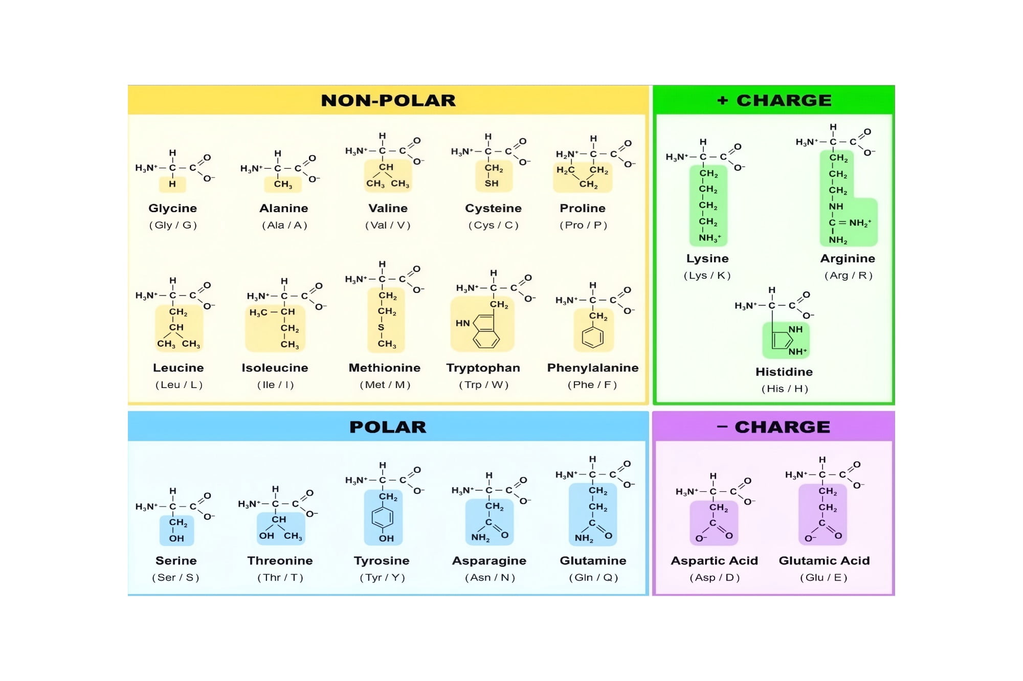 Biochemistry Reference Guide Poster DNA Code Protein Building Blocks ...