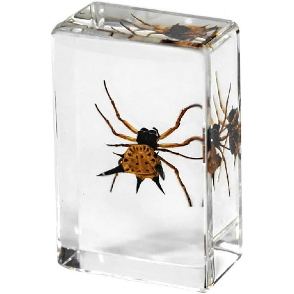 Biological Resin Specimen, Real Insects Preserved in Crystal Clear Casting for Gothic Home Decor and Study