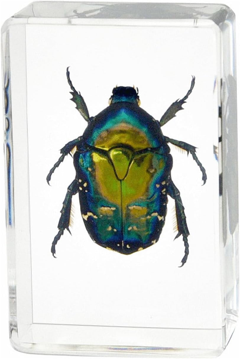 Biological Resin Specimen, Real Insects Preserved in Crystal Clear ...