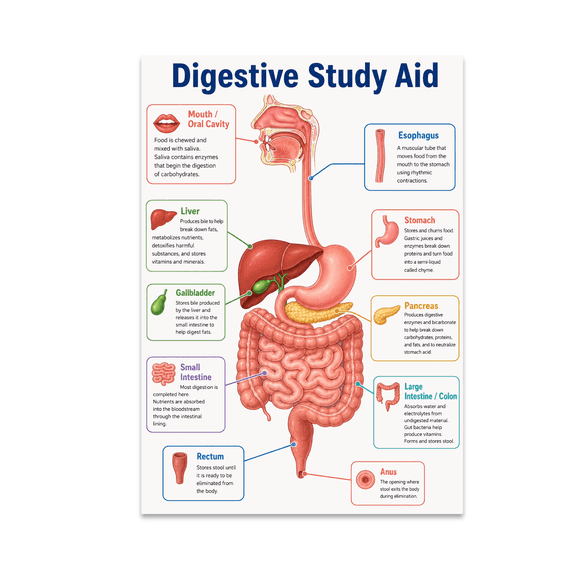 Biology Anatomy Digestive Study Aid - Student Reference - 13x19 Poster Print