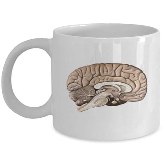 Brain Anatomy 11 oz Coffee Mug - Human Body Gift White Ceramic
