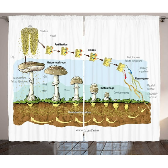 Ambesonne Biology Curtains 2 Panel Set, Life Cycle of Mushrooms, 108" x 63", Multicolor