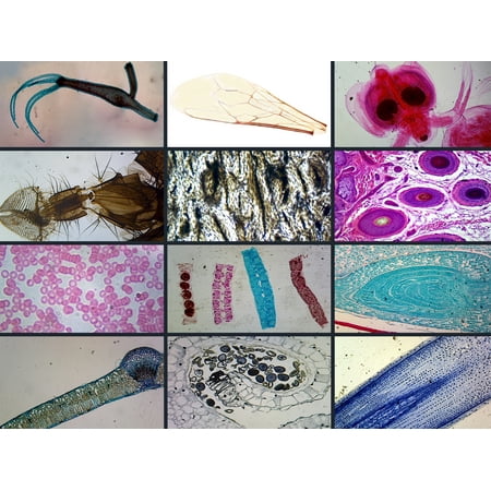 Biology Microscope Slide Set – 23 Slides