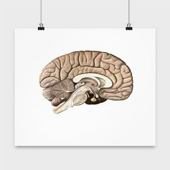 Brain Anatomy Poster - Science Enthusiast - 13x13 Poster Print - Educational Decor